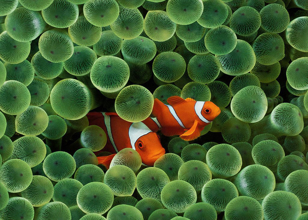 Amphiprion percula (Pesce pagliaccio orientale)